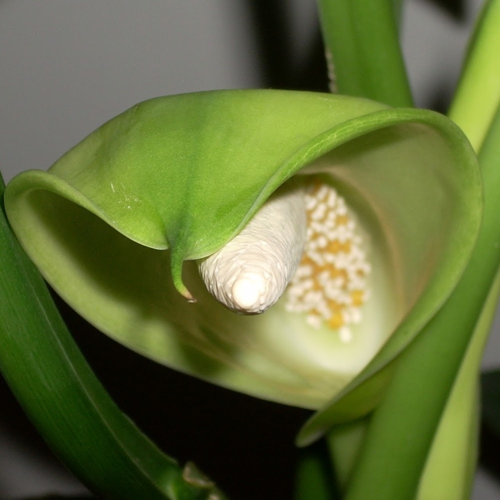 Meet your Posher, Kmlmoore09